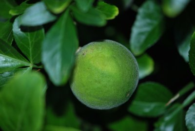 Poncirus trifoliata - citronečník trojlistý - zrající plod - detail